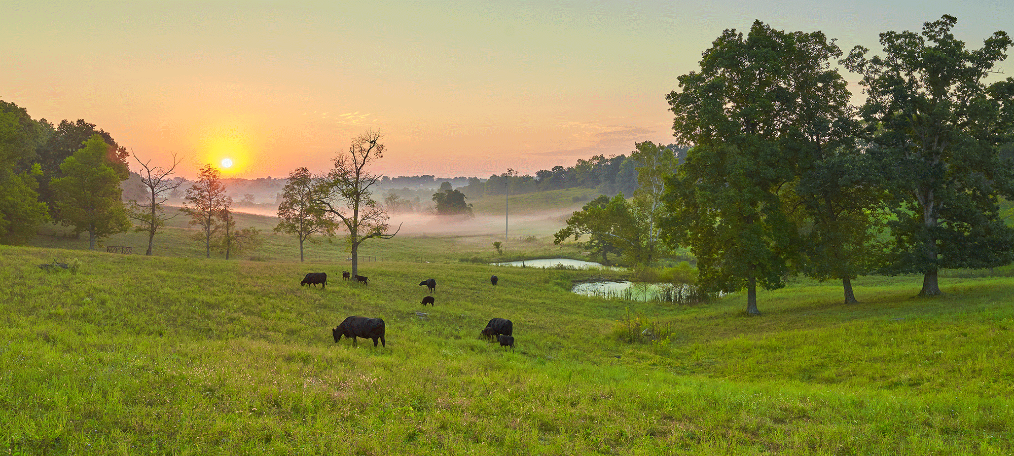 Cows grazing in a green pasture at sunrise